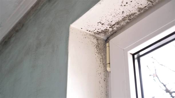 Best Emergency Mold Removal  in Ohkay Owingeh, NM
