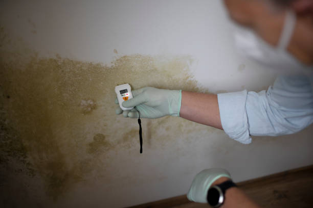 Best Mold Removal and Inspection  in Ohkay Owingeh, NM