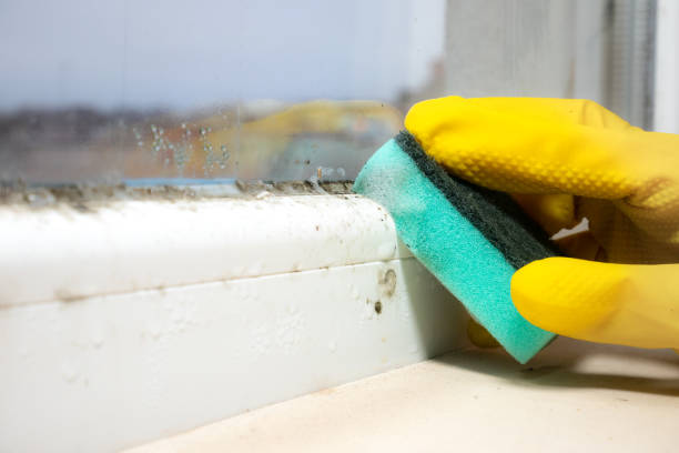Best Black Mold Removal  in Ohkay Owingeh, NM