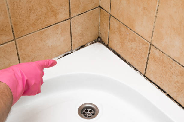 Best Mold Removal Near Me  in Ohkay Owingeh, NM