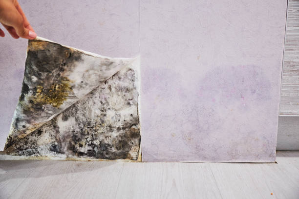 Certified Mold Removal in Ohkay Owingeh, NM